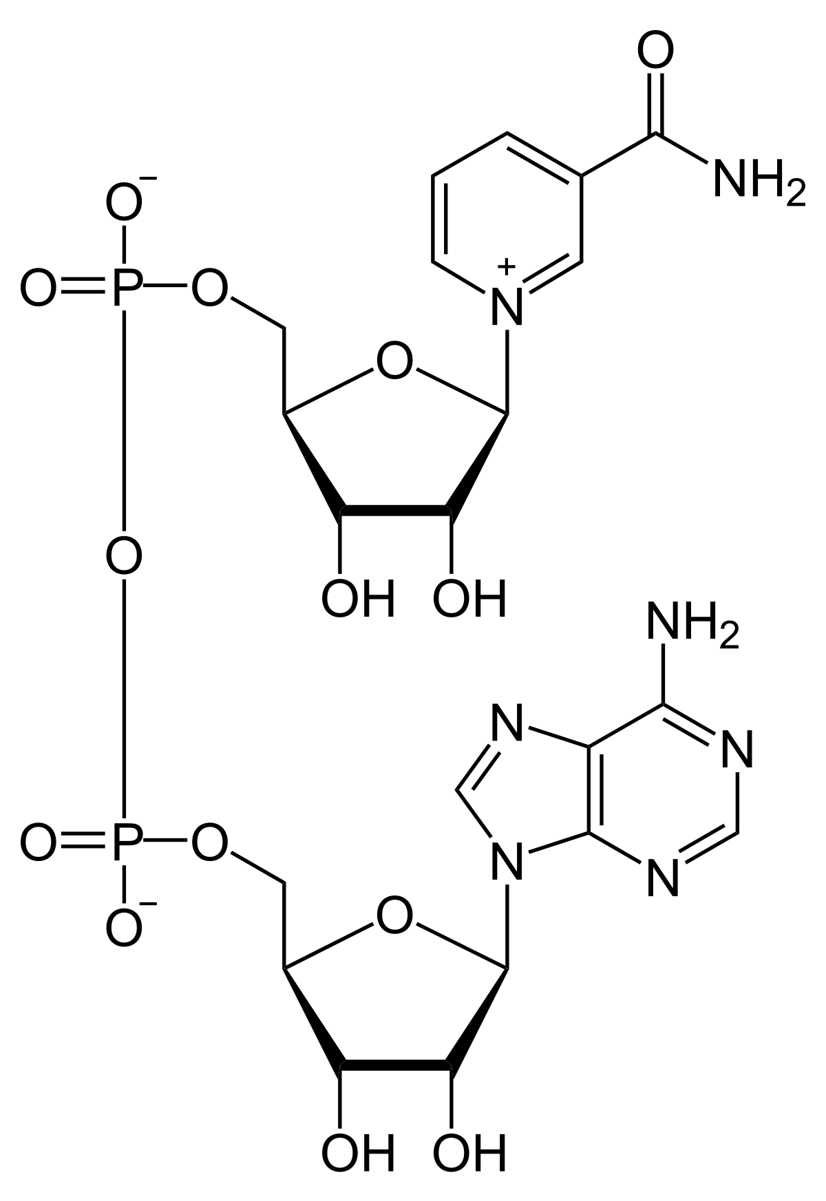 Panmol®NADH - 示意圖